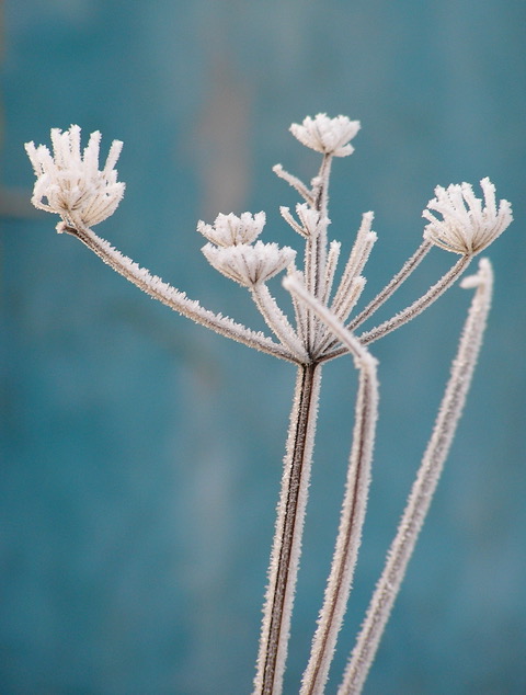 frosted flowers